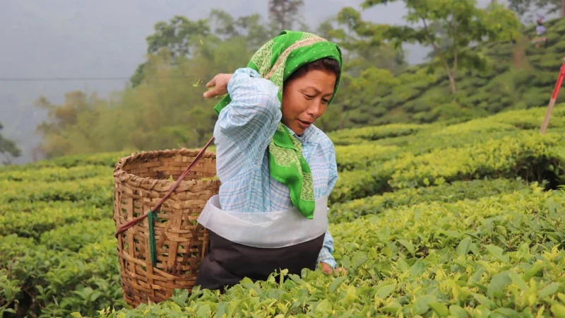 De geschiedenis en kenmerken van Darjeeling thee