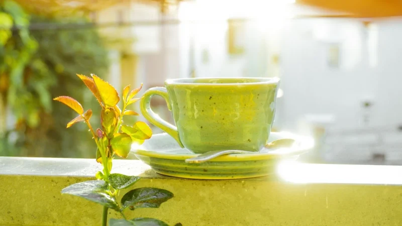 De Gezondheidsvoordelen van Groene Thee