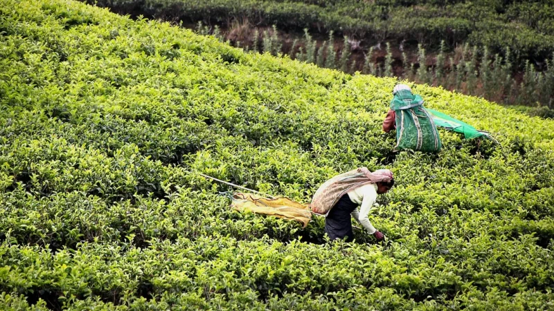 Duurzaamheid in de productie van Grey, Darjeeling en Assam-thee