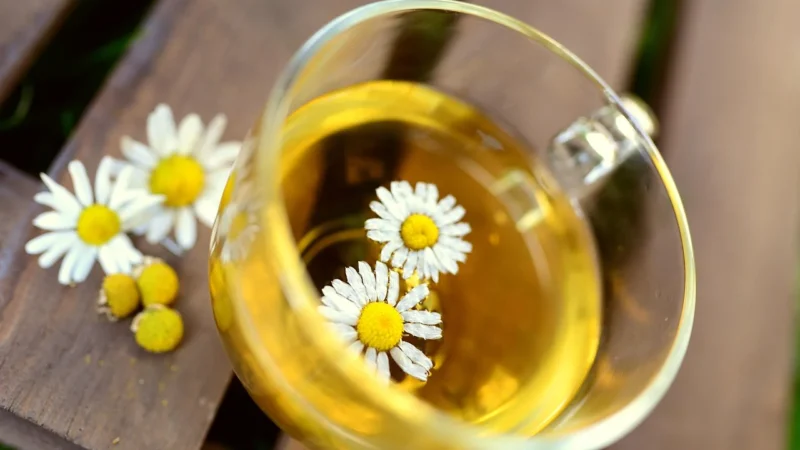 Kamillethee en zijn toepassingen in de moderne wellness-cultuur