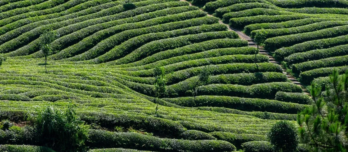 Tips voor het zetten van de perfecte kop groene thee