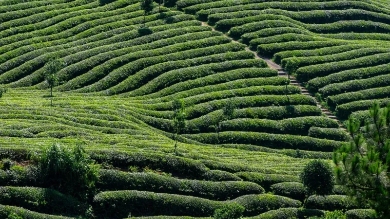 Tips voor het zetten van de perfecte kop groene thee